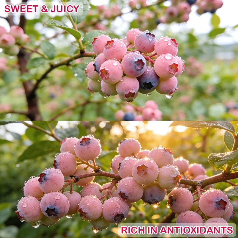 🔥50K+ SOLD!💟Premium Pink Blueberry Seeds -😋A Uniquely Delightful Taste-CU