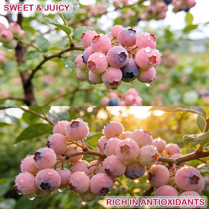 🔥50K+ SOLD!💟Premium Pink Blueberry Seeds -😋A Uniquely Delightful Taste-CU