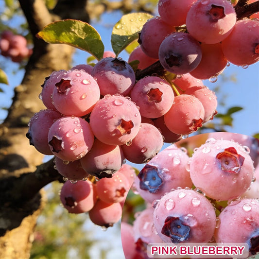 🔥50K+ SOLD!💟Premium Pink Blueberry Seeds -😋A Uniquely Delightful Taste-$AC
