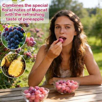 🔥50K+ SOLD!💟Premium Pink Blueberry Seeds -😋A Uniquely Delightful Taste-CU