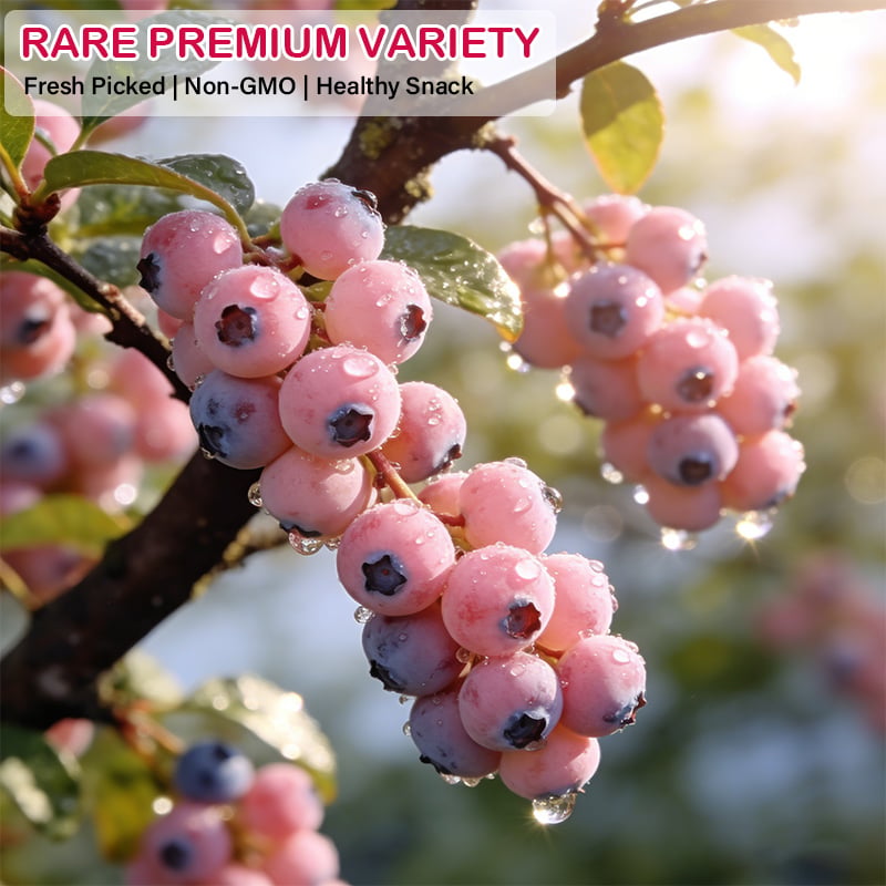 🔥50K+ SOLD!💟Premium Pink Blueberry Seeds -😋A Uniquely Delightful Taste-CU