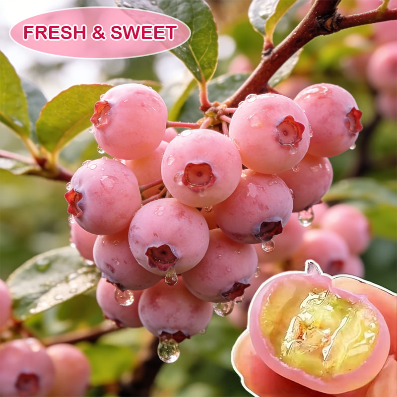 🔥50K+ SOLD!💟Premium Pink Blueberry Seeds -😋A Uniquely Delightful Taste-CU
