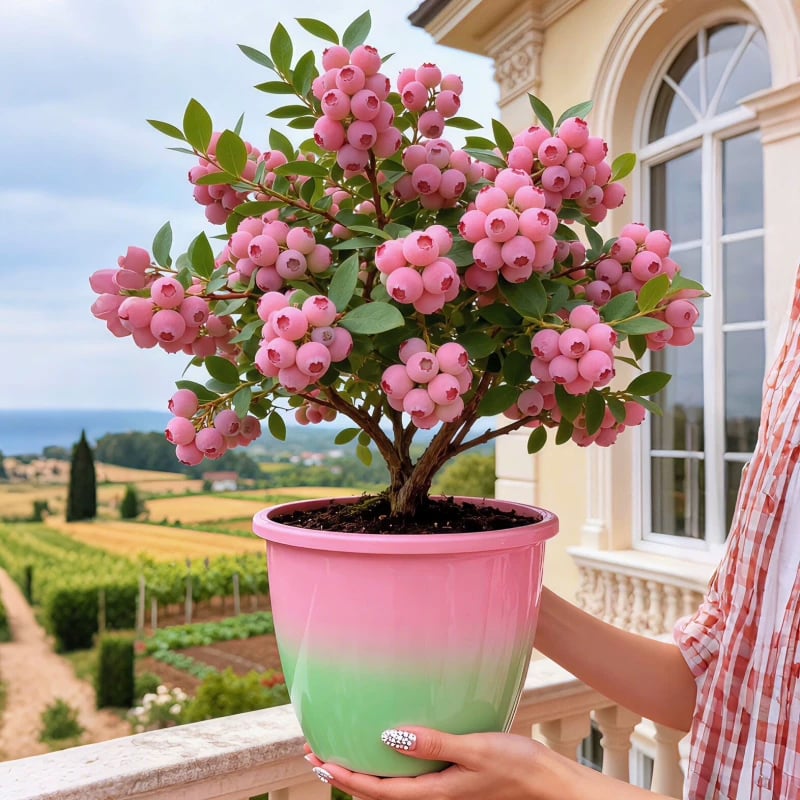 🔥50K+ SOLD!💟Premium Pink Blueberry Seeds -😋A Uniquely Delightful Taste-CU